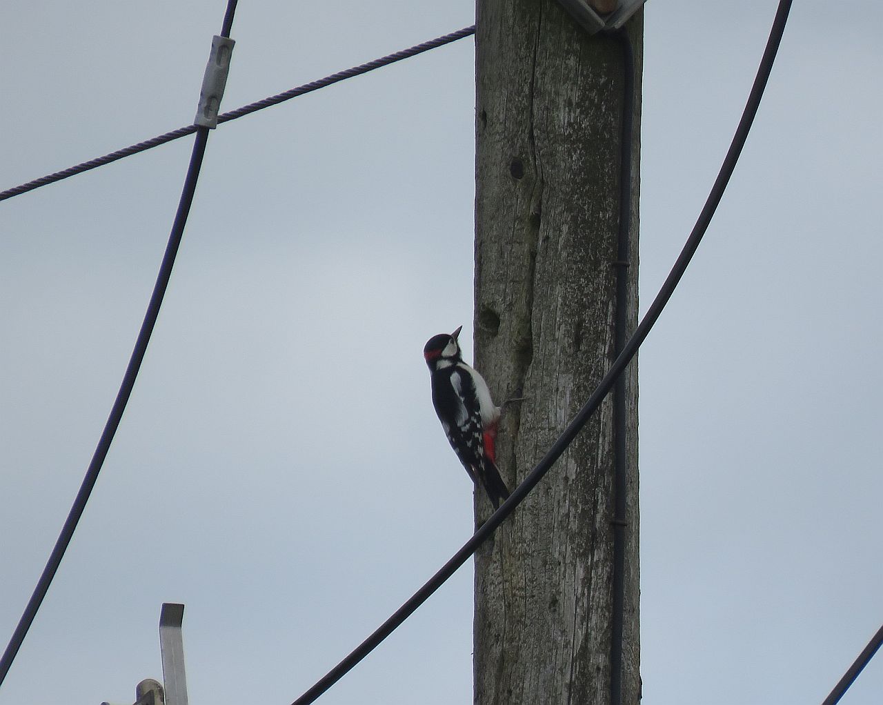  Great spotted Woodpecker 